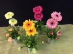 可愛いー♪｜「花倶楽部マーラリッシュ」　（青森県八戸市の花キューピット加盟店 花屋）のブログ