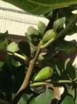 鳥さんとの戦い！｜「花倶楽部マーラリッシュ」　（青森県八戸市の花キューピット加盟店 花屋）のブログ
