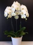 胡蝶蘭入荷しました｜「花倶楽部マーラリッシュ」　（青森県八戸市の花キューピット加盟店 花屋）のブログ