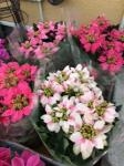 侍じゃぱ～ん！｜「花倶楽部マーラリッシュ」　（青森県八戸市の花キューピット加盟店 花屋）のブログ