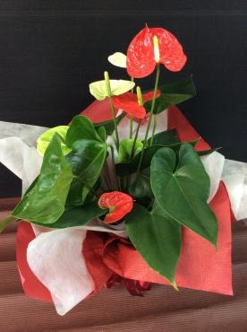 アンセリウム｜「花倶楽部マーラリッシュ」　（青森県八戸市の花キューピット加盟店 花屋）のブログ