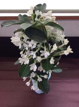 鉢植え特集｜「花倶楽部マーラリッシュ」　（青森県八戸市の花キューピット加盟店 花屋）のブログ