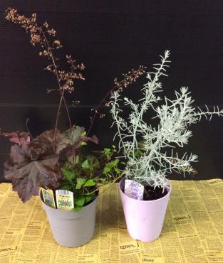 オミナエシ、そして寄せ植えの鉢物｜「花倶楽部マーラリッシュ」　（青森県八戸市の花キューピット加盟店 花屋）のブログ