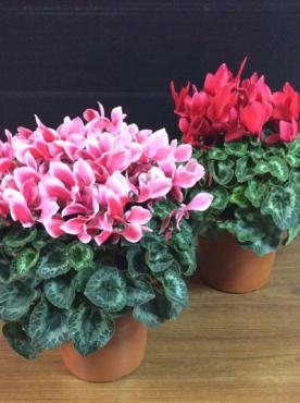 シクラメン｜「花倶楽部マーラリッシュ」　（青森県八戸市の花キューピット加盟店 花屋）のブログ