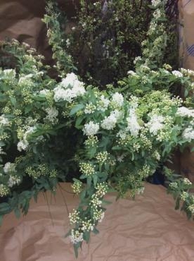 コデマリ｜「花倶楽部マーラリッシュ」　（青森県八戸市の花キューピット加盟店 花屋）のブログ