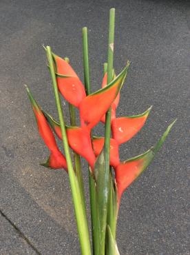 だんだんと。｜「花倶楽部マーラリッシュ」　（青森県八戸市の花キューピット加盟店 花屋）のブログ