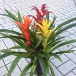 グズマニア｜「花倶楽部マーラリッシュ」　（青森県八戸市の花キューピット加盟店 花屋）のブログ