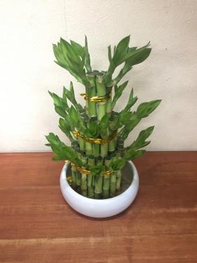 涼しげな｜「花倶楽部マーラリッシュ」　（青森県八戸市の花キューピット加盟店 花屋）のブログ