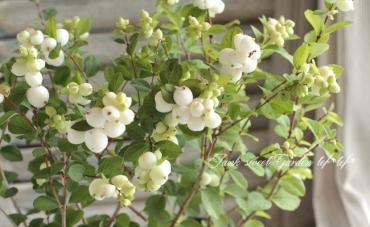 シンフォリカルポス｜「花倶楽部マーラリッシュ」　（青森県八戸市の花キューピット加盟店 花屋）のブログ