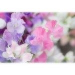 あけましておめでとうございます｜「花倶楽部マーラリッシュ」　（青森県八戸市の花キューピット加盟店 花屋）のブログ