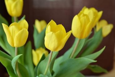 tulips-707702_960_720
